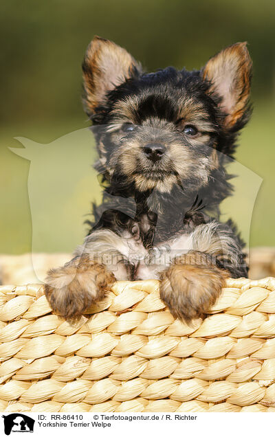 Yorkshire Terrier Welpe / Yorkshire Terrier Puppy / RR-86410