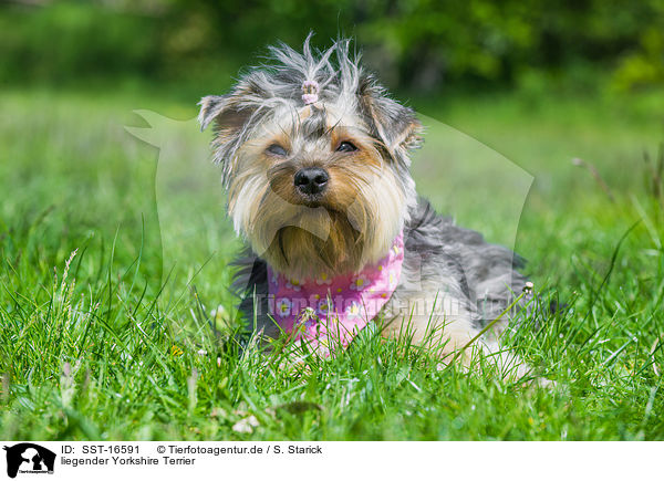 liegender Yorkshire Terrier / lying Yorkshire Terrier / SST-16591