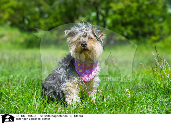 sitzender Yorkshire Terrier / sitting Yorkshire Terrier / SST-16593