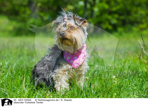 sitzender Yorkshire Terrier / sitting Yorkshire Terrier / SST-16594