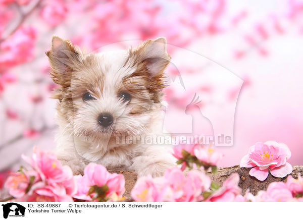 Yorkshire Terrier Welpe / Yorkshire Terrier Puppy / SS-49887