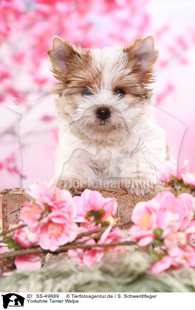 Yorkshire Terrier Welpe / Yorkshire Terrier Puppy / SS-49889