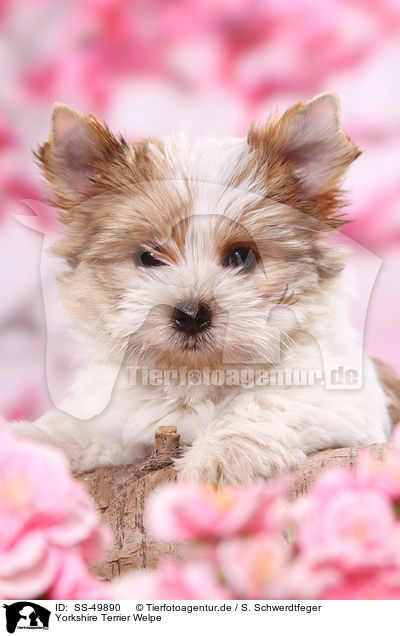 Yorkshire Terrier Welpe / Yorkshire Terrier Puppy / SS-49890