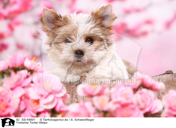 Yorkshire Terrier Welpe / Yorkshire Terrier Puppy / SS-49891
