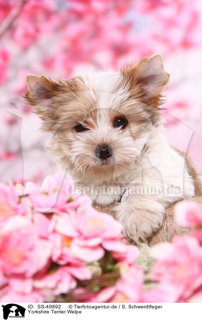 Yorkshire Terrier Welpe / Yorkshire Terrier Puppy / SS-49892