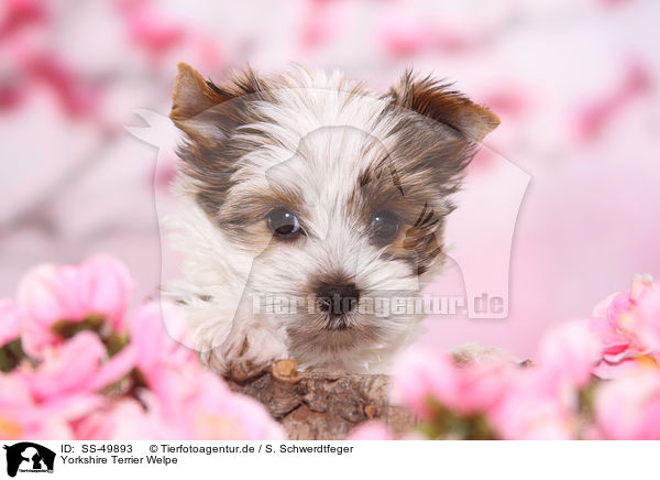 Yorkshire Terrier Welpe / Yorkshire Terrier Puppy / SS-49893