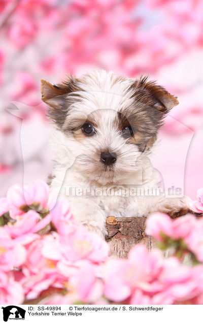 Yorkshire Terrier Welpe / Yorkshire Terrier Puppy / SS-49894