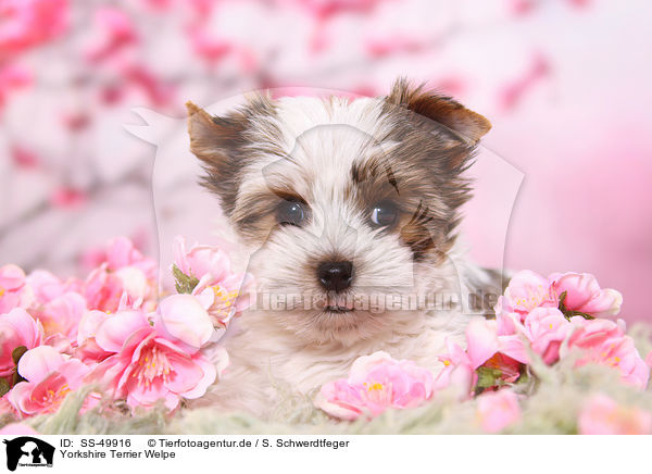 Yorkshire Terrier Welpe / Yorkshire Terrier Puppy / SS-49916