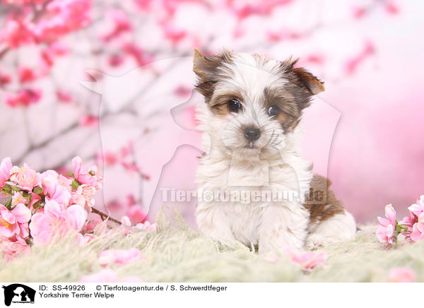 Yorkshire Terrier Welpe / Yorkshire Terrier Puppy / SS-49926