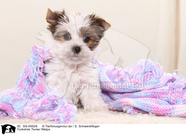 Yorkshire Terrier Welpe / Yorkshire Terrier Puppy / SS-49928