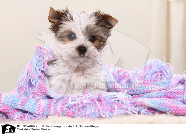 Yorkshire Terrier Welpe / Yorkshire Terrier Puppy / SS-49929