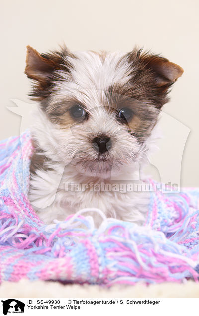 Yorkshire Terrier Welpe / Yorkshire Terrier Puppy / SS-49930