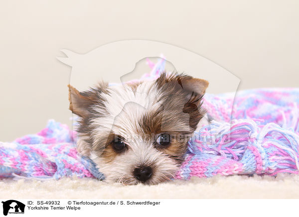 Yorkshire Terrier Welpe / Yorkshire Terrier Puppy / SS-49932