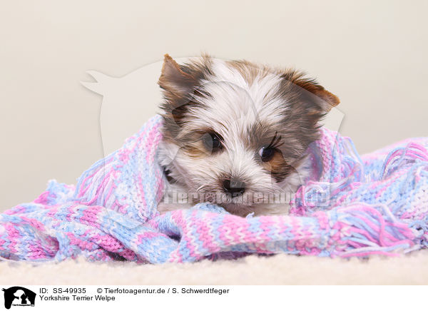 Yorkshire Terrier Welpe / Yorkshire Terrier Puppy / SS-49935