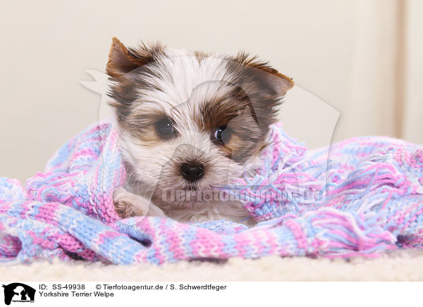 Yorkshire Terrier Welpe / Yorkshire Terrier Puppy / SS-49938