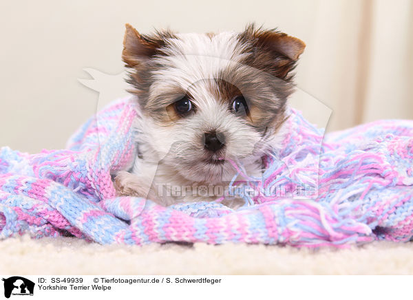 Yorkshire Terrier Welpe / Yorkshire Terrier Puppy / SS-49939
