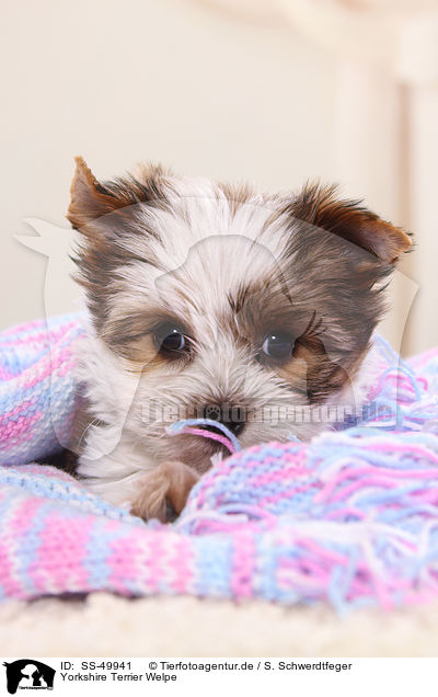 Yorkshire Terrier Welpe / Yorkshire Terrier Puppy / SS-49941