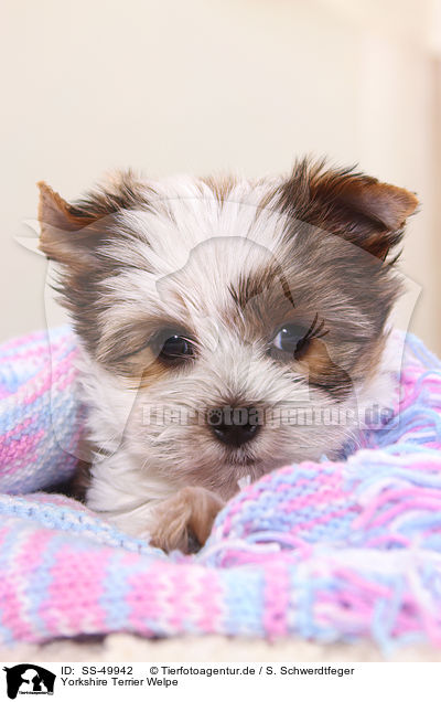 Yorkshire Terrier Welpe / Yorkshire Terrier Puppy / SS-49942
