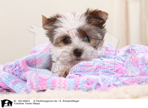 Yorkshire Terrier Welpe / Yorkshire Terrier Puppy / SS-49943