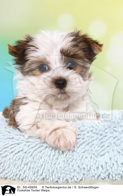Yorkshire Terrier Welpe / SS-49956