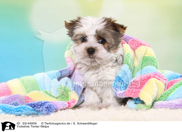 Yorkshire Terrier Welpe / SS-49958