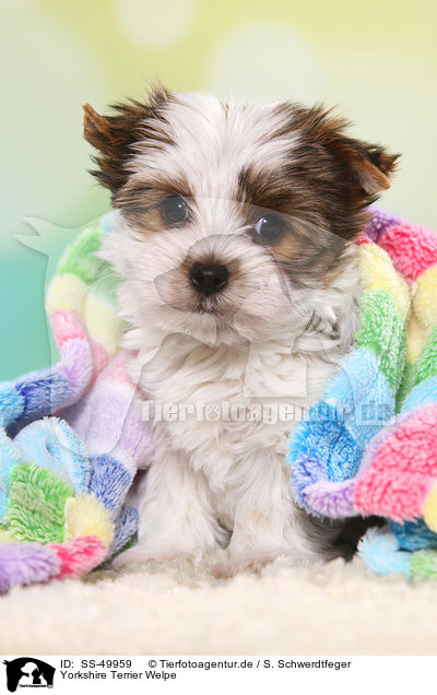 Yorkshire Terrier Welpe / SS-49959