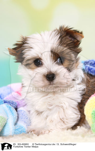 Yorkshire Terrier Welpe / SS-49960