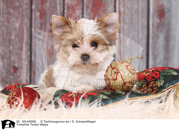 Yorkshire Terrier Welpe / Yorkshire Terrier Puppy / SS-49966