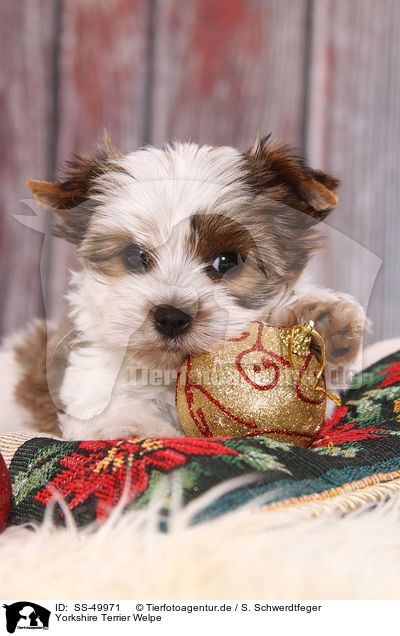 Yorkshire Terrier Welpe / SS-49971