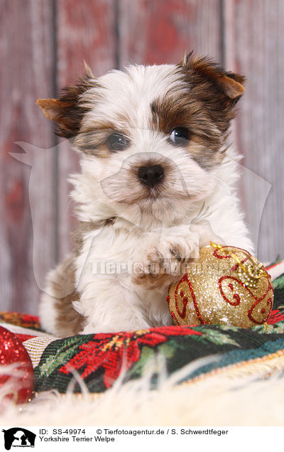 Yorkshire Terrier Welpe / SS-49974