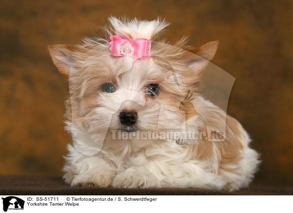 Yorkshire Terrier Welpe / Yorkshire Terrier Puppy / SS-51711