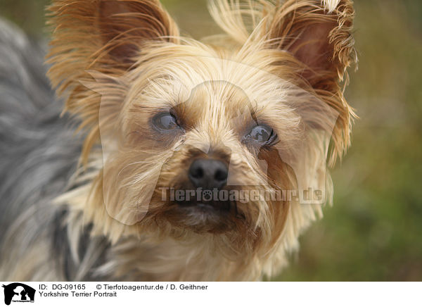 Yorkshire Terrier Portrait / Yorkshire Terrier Portrait / DG-09165