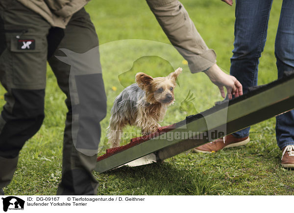 laufender Yorkshire Terrier / DG-09167