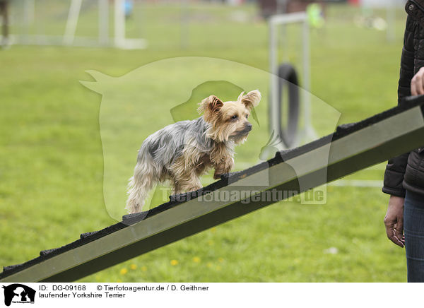 laufender Yorkshire Terrier / DG-09168