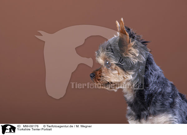 Yorkshire Terrier Portrait / Yorkshire Terrier Portrait / MW-08176