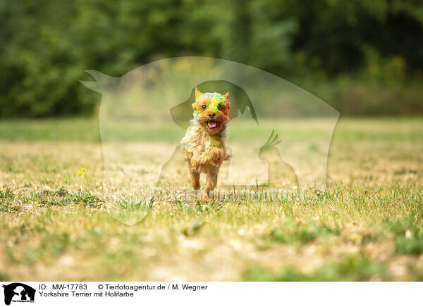 Yorkshire Terrier mit Holifarbe / MW-17783