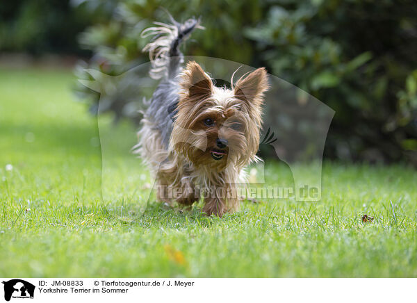 Yorkshire Terrier im Sommer / JM-08833