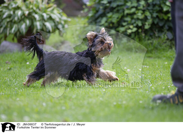 Yorkshire Terrier im Sommer / JM-08837