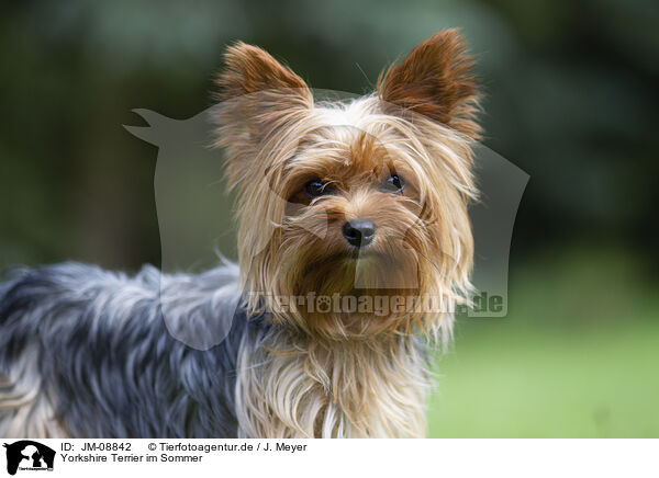Yorkshire Terrier im Sommer / JM-08842