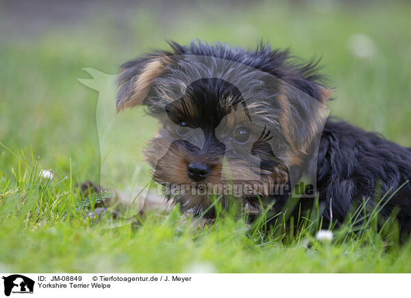 Yorkshire Terrier Welpe / JM-08849