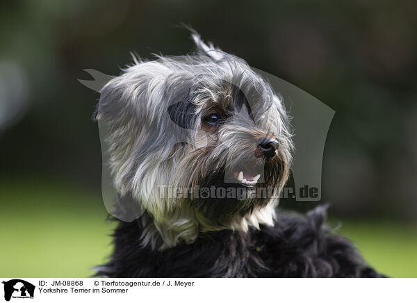 Yorkshire Terrier im Sommer / JM-08868