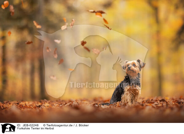Yorkshire Terrier im Herbst / Yorkshire Terrier in autumn / JEB-02248