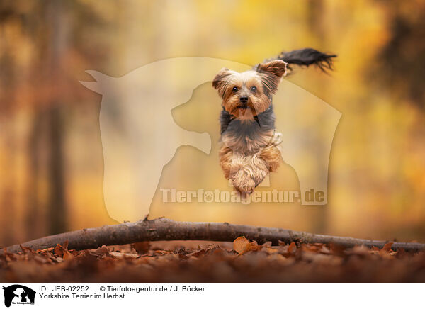 Yorkshire Terrier im Herbst / Yorkshire Terrier in autumn / JEB-02252