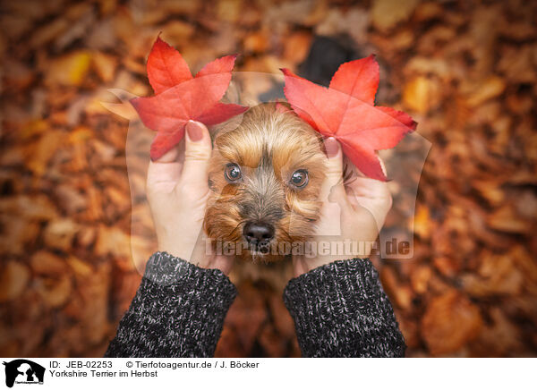 Yorkshire Terrier im Herbst / Yorkshire Terrier in autumn / JEB-02253