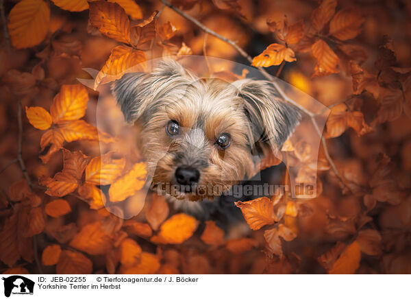 Yorkshire Terrier im Herbst / Yorkshire Terrier in autumn / JEB-02255