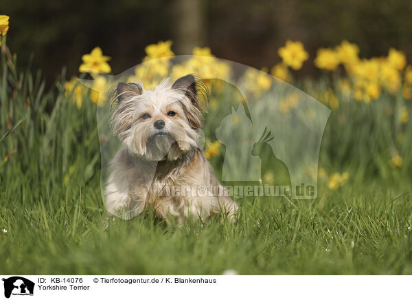 Yorkshire Terrier / Yorkshire Terrier / KB-14076