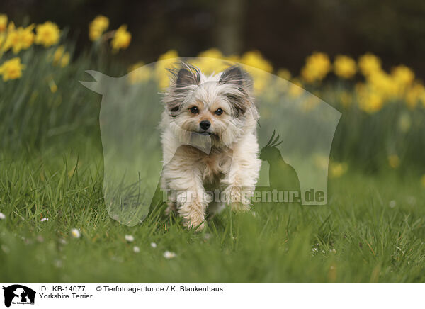 Yorkshire Terrier / Yorkshire Terrier / KB-14077