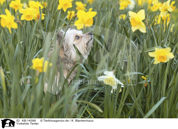 Yorkshire Terrier / Yorkshire Terrier / KB-14088