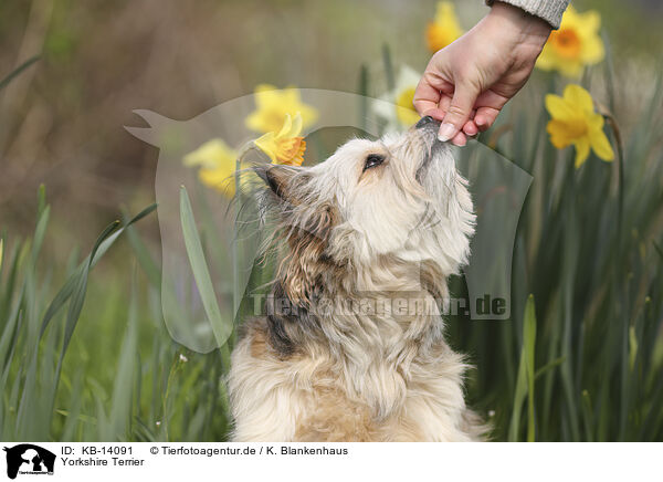 Yorkshire Terrier / Yorkshire Terrier / KB-14091