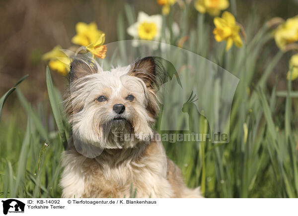 Yorkshire Terrier / Yorkshire Terrier / KB-14092